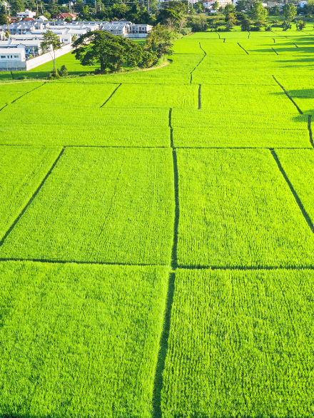 1.184m2 - Tarla BALIKESİR/DURSUNBEY